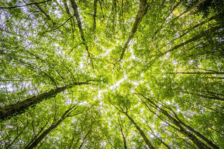 Canopée d'arbres verts vue en contre-plongée