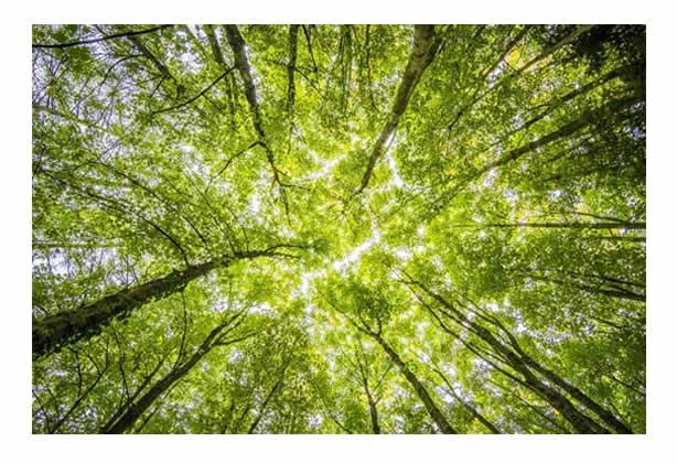 Canopée d'une forêt vue depuis le sol